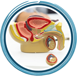 Atención a Padecimientos como Prostatitis, Pielonefritis, Infecciones Urinarias, Enfermedades de Transmisión Sexual, Virus del Papiloma Humano (VPH), Infertilidad Masculina, Disfunción Eréctil, Cálculos Urinarios (piedras), Quistes y Tumores en Vías Urinarias.